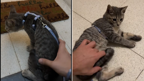 Le puso un arnés a su gata y dejó de funcionar: el divertido video que estalla en TikTok