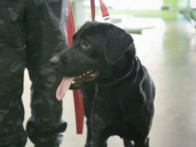 Ibra, el perro detector de la División de Canes que marcó con su ladrido un freezer sospechoso.