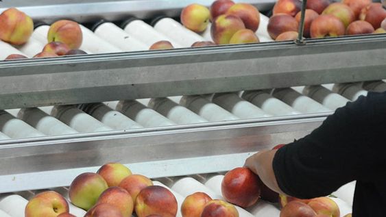 Esta Ley presenta dificultades desde su concepción al no respetar los tiempos de producción señalaron los productores / Foto Archivo / Los Andes