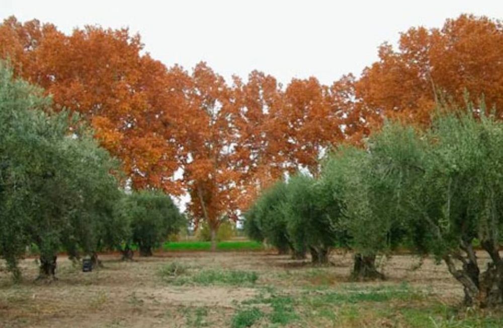 Los olivos de San Juan