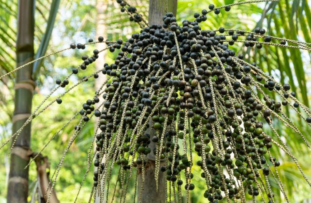 El súper alimento.