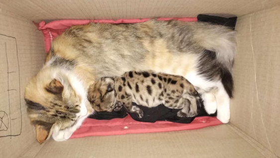 Una gata adoptó a un cachorro de puma que sobrevivió a un choque en Villa La Angostura