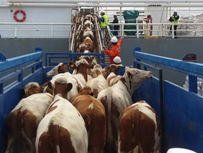 Un buque con 3.000 vacas uruguayas está varado frente a Turquía Un buque con 3.000 vacas uruguayas está varado frente a Turquía