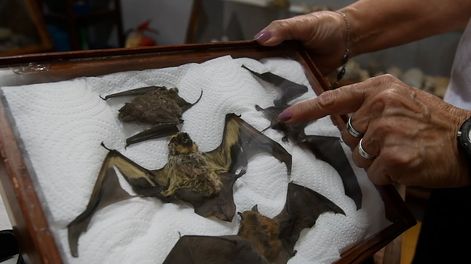 Okelta un grupo de la Fundación Cullunche que se dedica al cuidado y la conservación de los murciélagos en Mendoza.