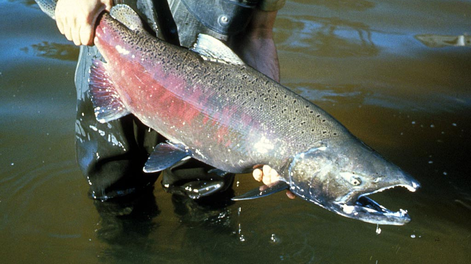 un grupo de cientificos suecos encontro salmones pasados de cocaina y plantas con altas dosis de cafeina: cual fue la explicacion