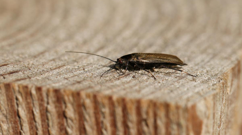 6 métodos de limpieza que debes conocer para deshacerte de las cucarachas en tu hogar