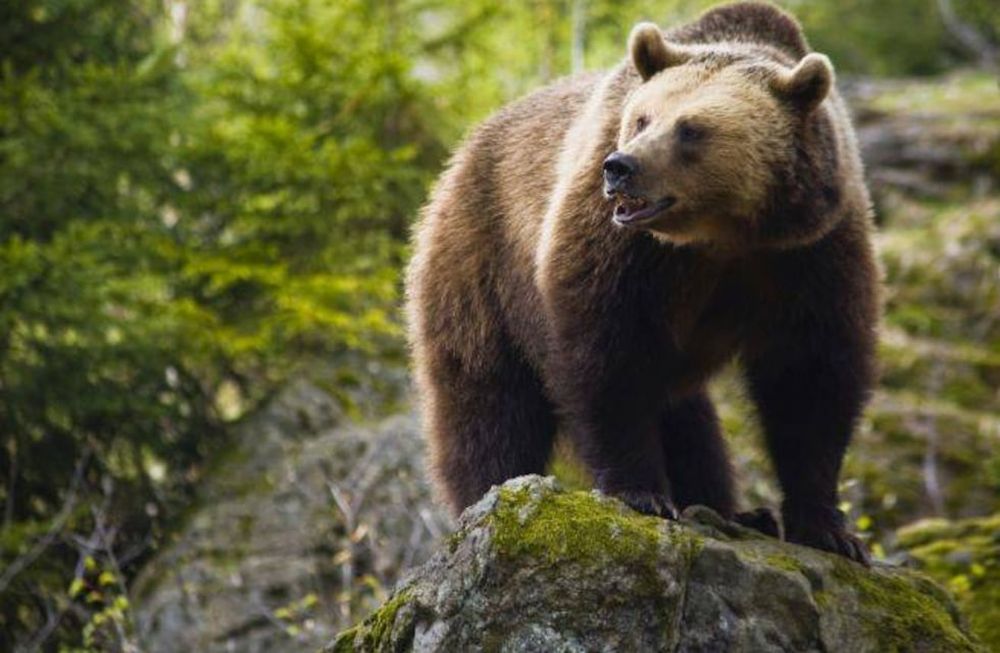 Un restaurante de Eslovaquia ofrece guiso de oso pardo y encendió la polémica.