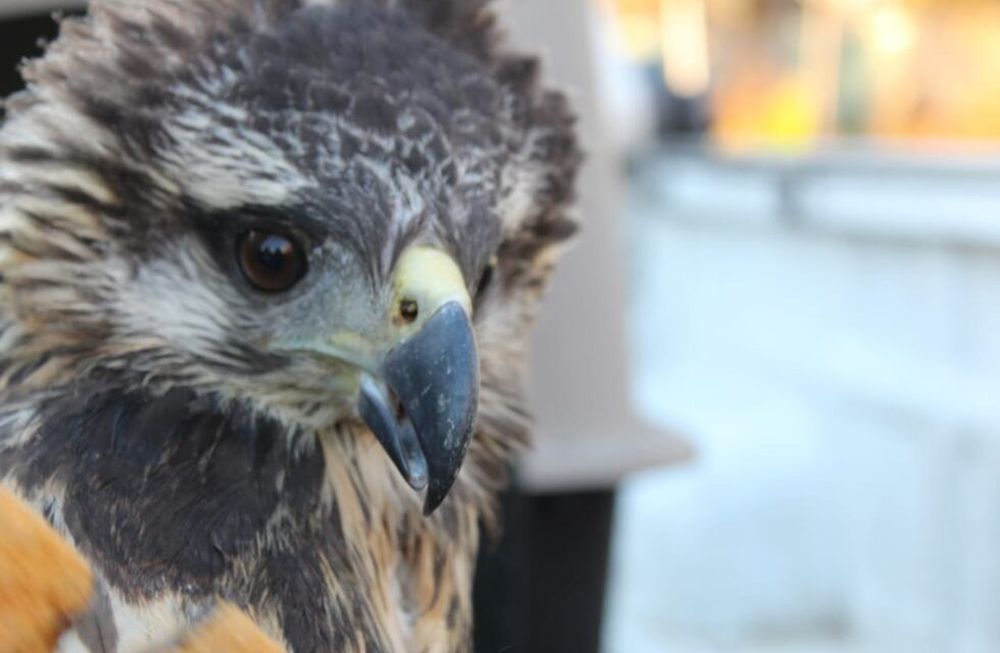 Un'aquila coronata. Foto: per gentile concessione.