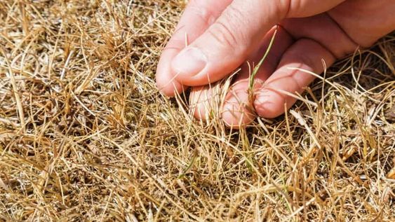 Durante el sencillo tratamiento en el jardín, es importante evitar pisar la zona dañada para permitir la regeneración del césped.