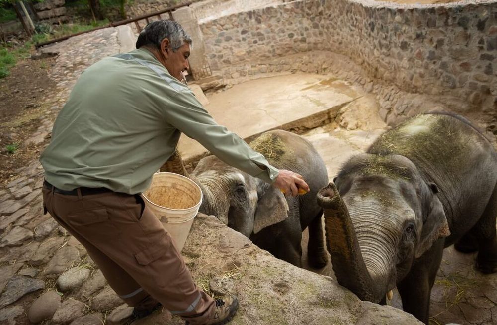 Fotos: así fue el entrenamiento y la adaptación de las elefantas Pocha y Guillermina con sus cuidadores. Foto: Ignacio Blanco / Los Andes.