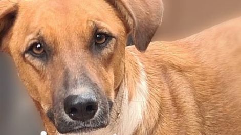 Los Andes | La original campaña en redes con que Luján busca dar en adopción a 17 perritos rescatados de situaciones traumáticas. Foto: facebook Municipalidad Luján de Cuyo