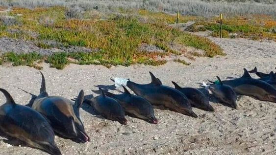 Aparecieron 15 delfines muertos en Río Negro