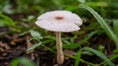 Comprender su origen ayuda a tomar medidas preventivas y evitar que regrese con el tiempo cerca de las plantas.