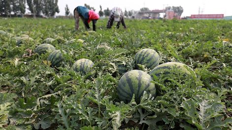 Los Andes | En las últimas semanas del año se suma al mercado la producción local de sandías.