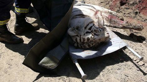 Un tigre que huyó del zoo de Georgia mató a un hombre e hirió grave a otro