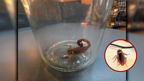 Denuncian abandono de mantenimiento en ARCA.