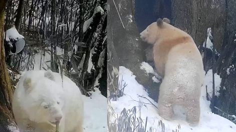 Inéditas e increíbles imágenes del único oso panda del mundo captadas en China.
