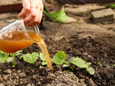No lo tires más: el mejor fertilizante natural para plantas y vos lo dejas ir por tus cañerías.