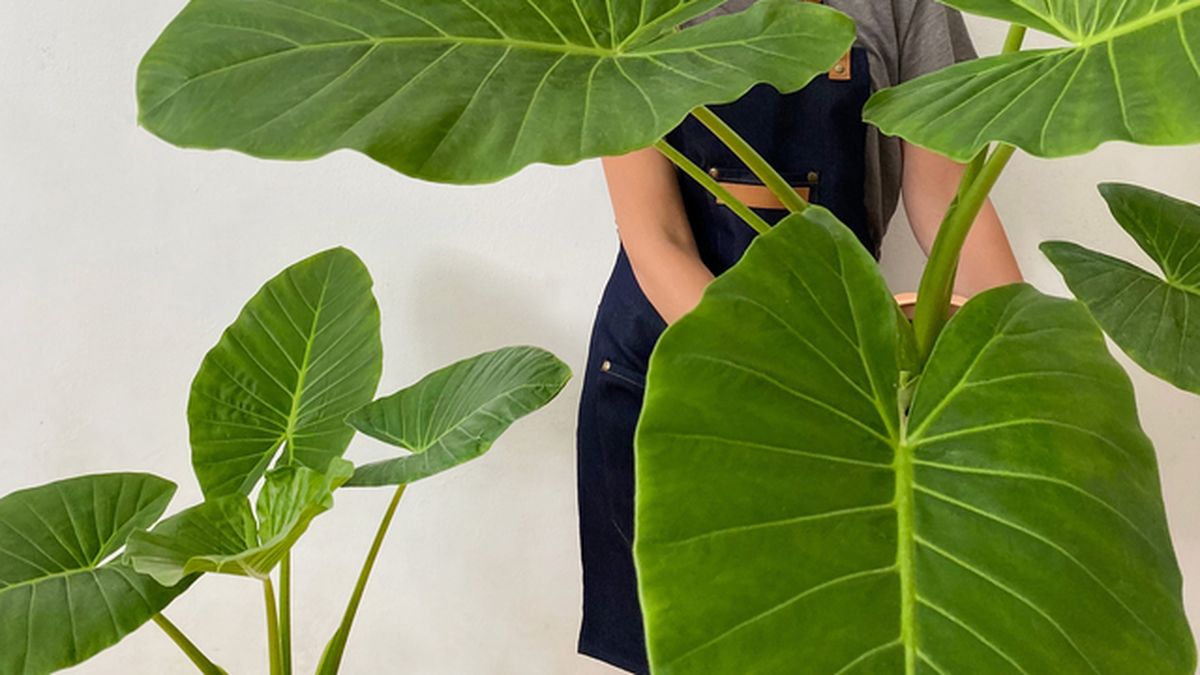 Los riesgos de la planta "oreja de elefante": los cuidados y las advertencias de los expertos