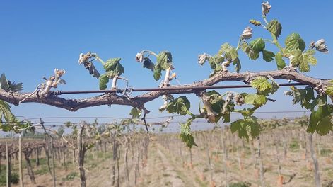 La helada del lunes pasado encontró a la mayoría de las plantas en un estado avanzado de floración o cuaje, lo que las torna más vulnerables al frío.