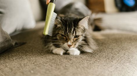 como cepillar a tu gato para evitar nudos y mantener su pelaje saludable durante mucho mas tiempo
