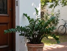 Esta planta, cuidada correctamente, marca una diferencia en la estabilidad del espacio. Esta planta, cuidada correctamente, marca una diferencia en la estabilidad del espacio.