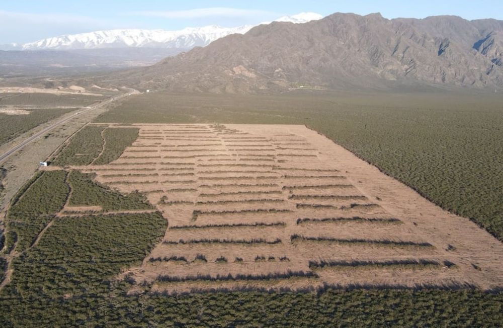 Desmontan hectáreas de jarilla en el piedemonte lujanino y hay acusaciones cruzadas entre una ONG y el Gobierno. Foto: Gentileza Fundación Cullunche