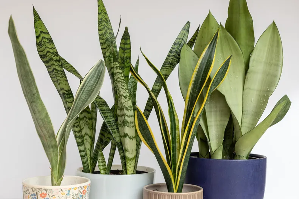 Plantas resistentes vuelven a los hogares y transforman cada jard&iacute;n interior en un espacio m&aacute;s sano y f&aacute;cil de cuidar.