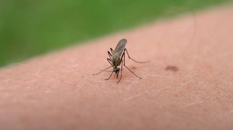 Mosquito - Por Jorge Sosa