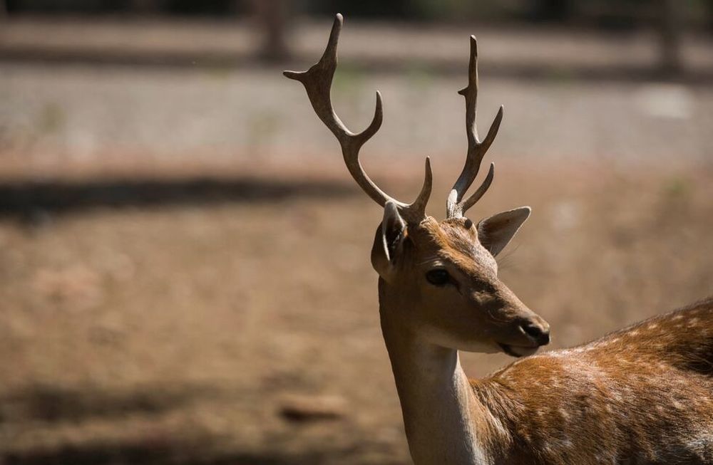 En una semana, más de 3.000 animales del ex Zoo fueron pedidos para adoptar