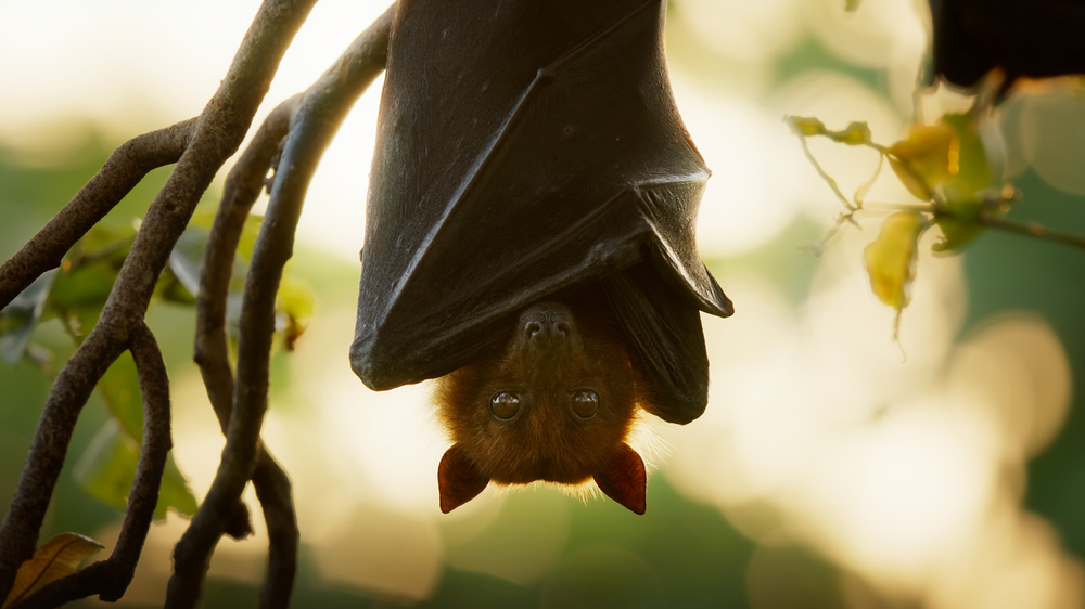 Larvas que atraen con luz a sus presas para comerlas y otras especies: así es el documental que no quieres ver- Foto: Gentileza National Geographic