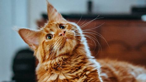 Alergia a los gatos: 5 mitos a derribar y cómo reducirlas (Unsplash)