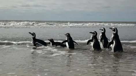 Seis pingüinos fueron liberados en la costa bonaerense tras su rehabilitación en Fundación Mundo Marino&nbsp;