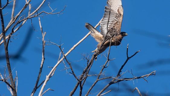 La escaces de aves y de mamíferos impacta directamente en la flora autóctona debido a la falta de propagación de semillas. Foto: Ignacio Blanco / Los Andes