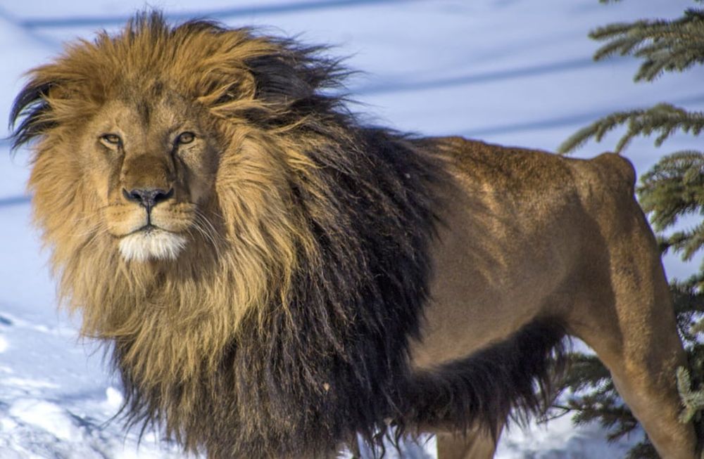En septiembre de 2018, el león Chupino abandonó su recinto de tierra y piedra ubicado en el ex Zoo de Mendoza para comenzar una nueva vida en el WildCat Sanctuary de Minnesota (Estados Unidos), Los cambios en su vida fueron notables, desde lo físico (musculatura y melena) hasta su actitud. Foto: Geraldine Vidal / ONG Enfoque Animal.