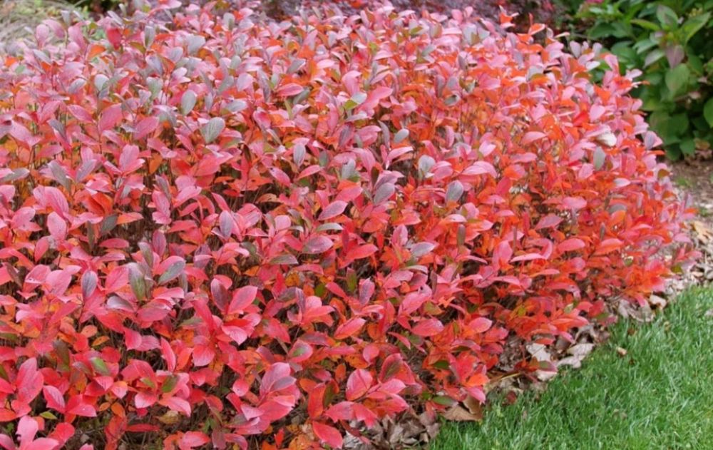 La exposición solar suele favorecer una buena floración y coloración.