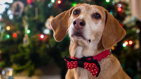 Las principales recomendaciones de una veterinaria mendocina sobre lo que es recomendable hacer -y lo que no- con las mascotas para las fiestas.