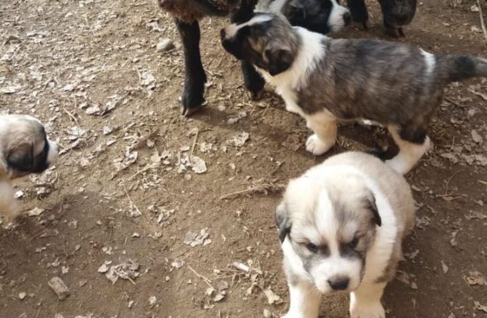 Perros pastores, la eficaz herramienta para cuidar al ganado