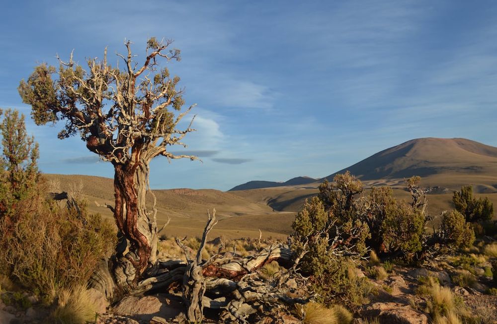 Otro ejemplar de keñua o queñoa, árbol pequeño de la Cordillera Andina en el Altiplano de Perú, Chile, Bolivia y Argentina. Foto: doctor Ricardo Villalba.