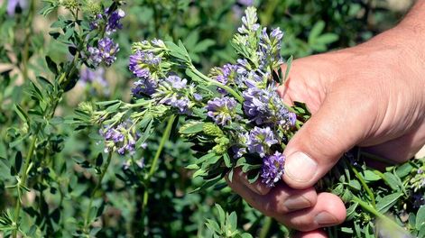 El agro se achica y genera magros resultados reflexiones mendocinas - Por Soledad Gonzalez