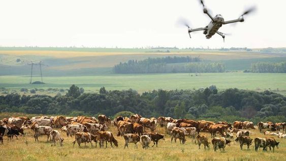 El pequeño dron ayudó a salvar las vidas de las vacas.