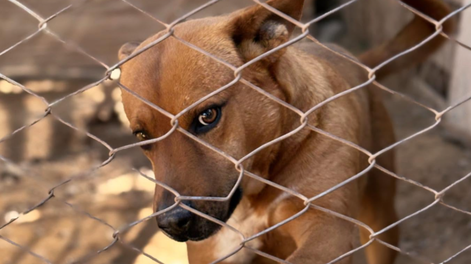 Un refugio para perros saldó una deuda millonaria con ayuda de la gente: Estamos listos para seguir ayudando