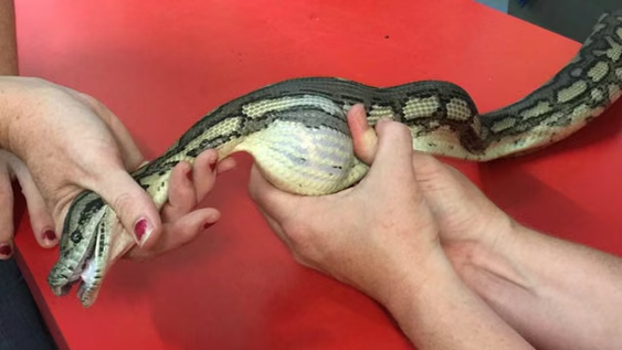 La serpiente debió ser intervenida con urgencia.&nbsp;