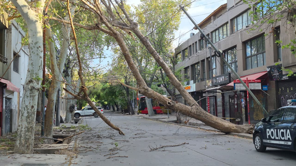 Este domingo se cayó árbol en calle Rioja, casi Garibaldi, de la Ciudad de Mendoza.