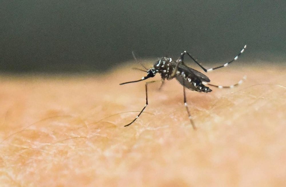 Dengue, enfermedad ocasionada por el mosquito Aedes aegypti. Foto: Archivo