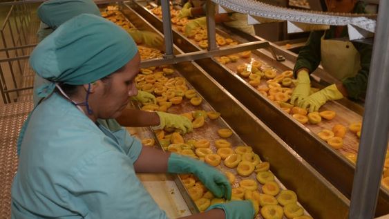 Durazno. Se pronostica un total de 111.253 toneladas de cosecha sumando la  producción de más de 5.000 hectáreas, con sus picos fuertes en enero.