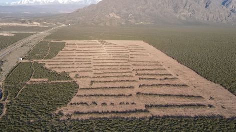 Los Andes | Desmontan hectáreas de jarilla en el piedemonte lujanino y hay acusaciones cruzadas entre una ONG y el Gobierno. Foto: Gentileza Fundación Cullunche