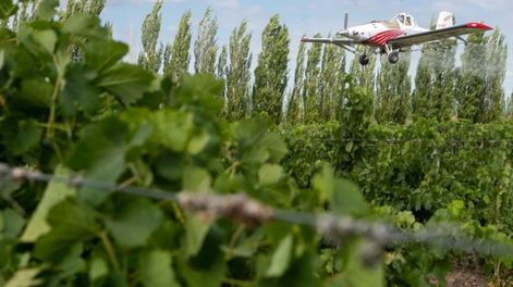 Los Andes | El operativo de control de la Lobesia botrana contemplará aeroaplicaciones para trabajar sobre grandes áreas y en particular donde hay fincas abandonadas.