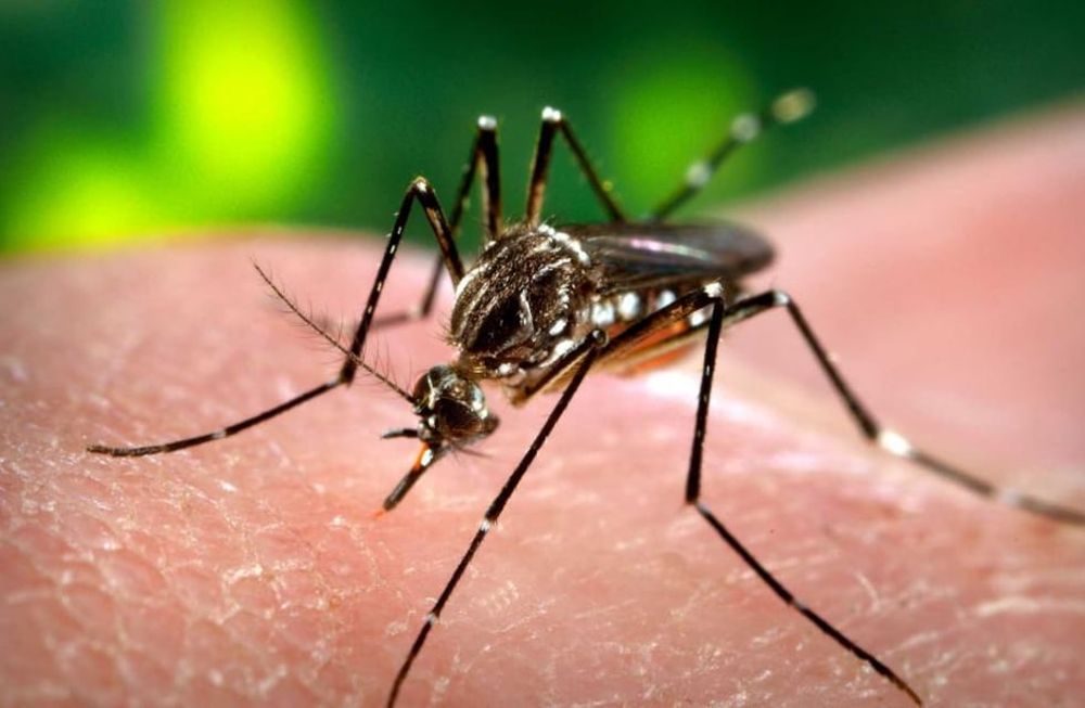 Una mujer se contagió de Dengue y Covid-19 al mismo tiempo en Santa Fe.