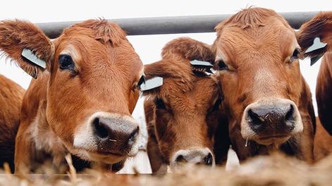 El sistema consiste en un mecanismo de medición que permite analizar, mediante la apreciación visual de los animales, los niveles corporales de grasa y músculo de los bovinos.